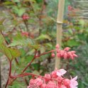 Neillia affinis fleur P22